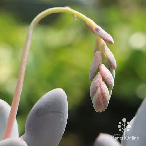 Graptopetalum Lavender Pebbles - Succulent 6 Graptopetalum Lavender Pebbles - Succulent - Image 6