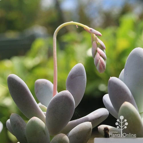 Graptopetalum Lavender Pebbles - Succulent 1 Graptopetalum Lavender Pebbles - Succulent