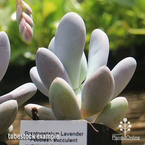Graptopetalum Lavender Pebbles - Succulent 4 Graptopetalum Lavender Pebbles - Succulent - Image 4