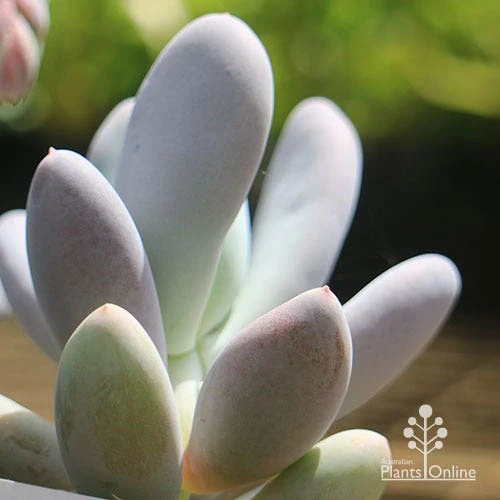 Graptopetalum Lavender Pebbles - Succulent 2 Graptopetalum Lavender Pebbles - Succulent - Image 2
