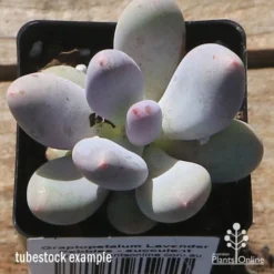 Graptopetalum Lavender Pebbles - Succulent 8 Graptopetalum Lavender Pebbles - Succulent -NatureNest Shop apo lavender pebbles tubestock top