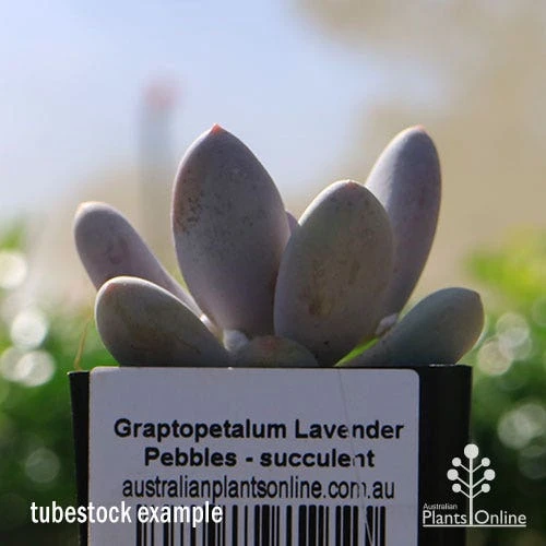 Graptopetalum Lavender Pebbles - Succulent 5 Graptopetalum Lavender Pebbles - Succulent - Image 5
