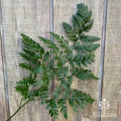 Rumohra Adiantiformis - Leatherleaf Fern -NatureNest Shop apo leather leaf fern