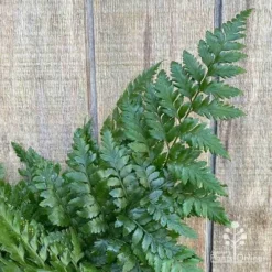Rumohra Adiantiformis - Leatherleaf Fern -NatureNest Shop apo leatherleaf fern