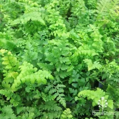 Rumohra Adiantiformis - Leatherleaf Fern -NatureNest Shop apo leatherleaf fern foliage 1