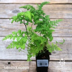 Rumohra Adiantiformis - Leatherleaf Fern -NatureNest Shop apo leatherleaf fern tubestock
