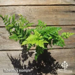 Rumohra Adiantiformis - Leatherleaf Fern -NatureNest Shop apo leatherleaf rumohra tubestock large top