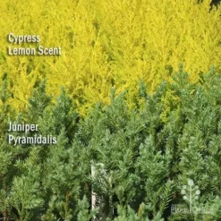 Cupressus Lemon Scent - Lemon Cypress 15 Cupressus Lemon Scent - Lemon Cypress -NatureNest Shop apo lemon cypress juniper pyramidalis