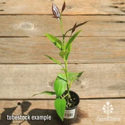 Citrus - Lemon Eureka -NatureNest Shop apo lemon eureka tubestock top