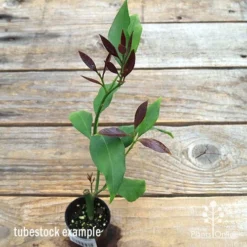 Citrus - Lemon Lisbon -NatureNest Shop apo lemon lisbon tubestock new leaf colour