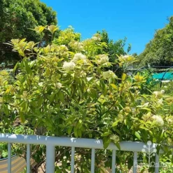 Backhousia Citriodora - Lemon Myrtle -NatureNest Shop apo lemon myrtle community garden