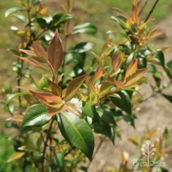 Backhousia Citriodora - Lemon Myrtle -NatureNest Shop apo lemon myrtle foliage