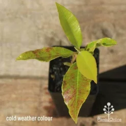 Backhousia Citriodora - Lemon Myrtle -NatureNest Shop apo lemon myrtle leaf colour winter