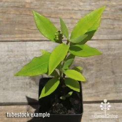 Backhousia Citriodora - Lemon Myrtle -NatureNest Shop apo lemon myrtle tubestock top