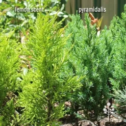 Cupressus Lemon Scent - Lemon Cypress 16 Cupressus Lemon Scent - Lemon Cypress -NatureNest Shop apo lemon scent pyramidalis compare 1