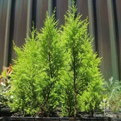 Cupressus Lemon Scent - Lemon Cypress 13 Cupressus Lemon Scent - Lemon Cypress -NatureNest Shop apo lemon scent small trees