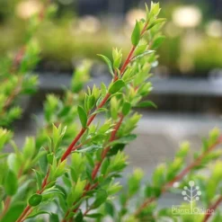 Leptospermum Seclusion - Tea Tree 4 Leptospermum Seclusion - Tea Tree -NatureNest Shop apo lepto seclusion red stems
