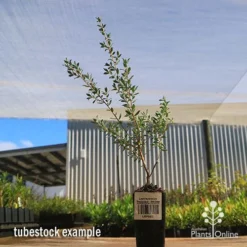 Leptospermum Seclusion - Tea Tree 5 Leptospermum Seclusion - Tea Tree -NatureNest Shop apo leptospermum seclusion tubestock