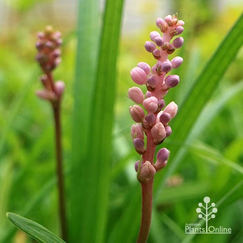 Liriope Samantha 9 Liriope Samantha - Image 9