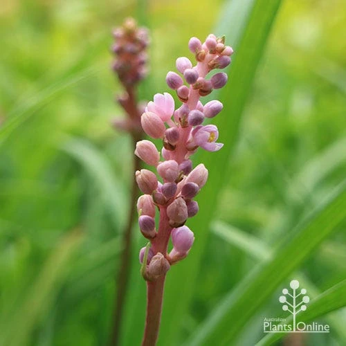 Liriope Samantha 10 Liriope Samantha - Image 10