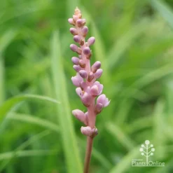 Liriope Samantha 15 Liriope Samantha -NatureNest Shop apo liriope samantha flower2