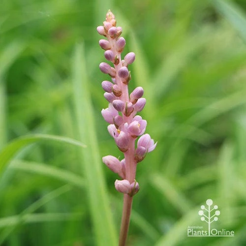 Liriope Samantha 6 Liriope Samantha - Image 6