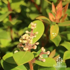 Metrosideros Little Ewan - Dwarf NZ Christmas Bush -NatureNest Shop apo little ewan buds new leaf