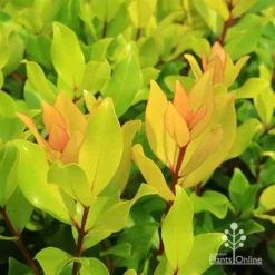 Metrosideros Little Ewan - Dwarf NZ Christmas Bush -NatureNest Shop apo little ewan leaf colour