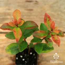 Metrosideros Little Ewan - Dwarf NZ Christmas Bush -NatureNest Shop apo little ewan leaf colour september