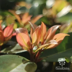 Metrosideros Little Ewan - Dwarf NZ Christmas Bush -NatureNest Shop apo little ewan new leaf backlit