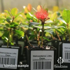 Metrosideros Little Ewan - Dwarf NZ Christmas Bush -NatureNest Shop apo little ewan tubestock in flower