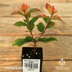 Metrosideros Little Ewan - Dwarf NZ Christmas Bush -NatureNest Shop apo little ewan tubestock september