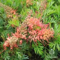 Grevillea Little Robyn -NatureNest Shop apo little robyn flowers and foliage