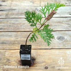 Grevillea Little Robyn -NatureNest Shop apo little robyn tubestock flower
