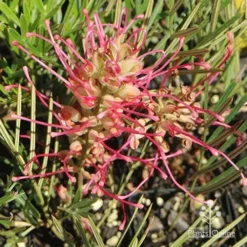 Grevillea Lollypops -NatureNest Shop apo lollypops colour sun