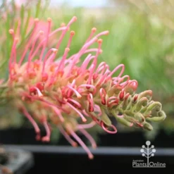 Grevillea Lollypops -NatureNest Shop apo lollypops flower