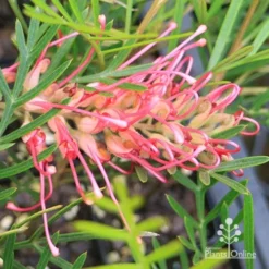 Grevillea Lollypops -NatureNest Shop apo lollypops grevillea