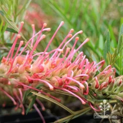 Grevillea Lollypops -NatureNest Shop apo lollypops grevillea flower