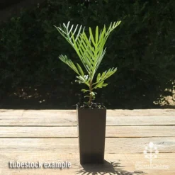 Grevillea Lollypops -NatureNest Shop apo lollypops grevillea tubestock