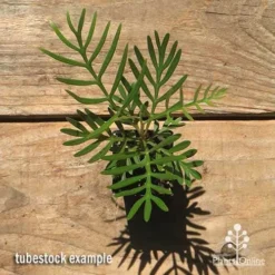 Grevillea Lollypops -NatureNest Shop apo lollypops grevillea tubestock top