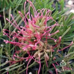 Grevillea Lollypops -NatureNest Shop apo lollypops open
