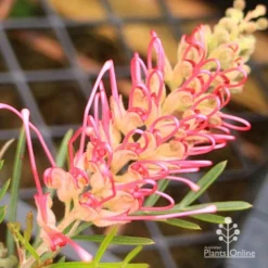 Grevillea Lollypops -NatureNest Shop apo lollypops opening