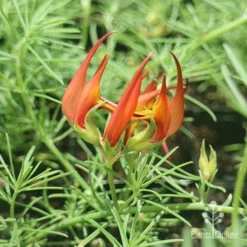 Lotus Red Flash - Parrot's Beak 13 Lotus Red Flash - Parrot's Beak -NatureNest Shop apo lotus