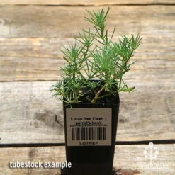 Lotus Red Flash - Parrot's Beak 10 Lotus Red Flash - Parrot's Beak -NatureNest Shop apo lotus tubestock top