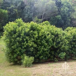 Tristaniopsis Luscious - Water Gum -NatureNest Shop apo luscious hedcge