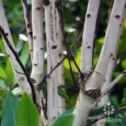 Tristaniopsis Luscious - Water Gum -NatureNest Shop apo luscious trunks