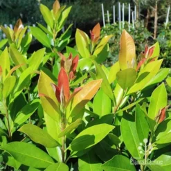 Tristaniopsis Luscious - Water Gum -NatureNest Shop apo luscious water gum leaf colours