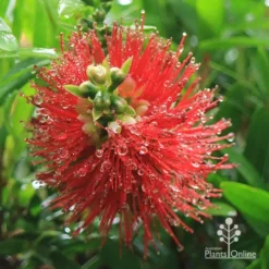 Callistemon Macarthur 26 Callistemon Macarthur -NatureNest Shop apo macarthur callistemon flower