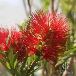 Callistemon Macarthur 20 Callistemon Macarthur -NatureNest Shop apo macarthur flower and bud