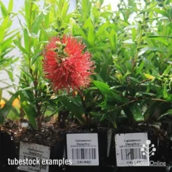 Callistemon Macarthur 27 Callistemon Macarthur -NatureNest Shop apo macarthur tubestock in flower